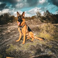 German Shepherd (Alsatian) - Both