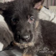 German Shepherd (Alsatian) - Both