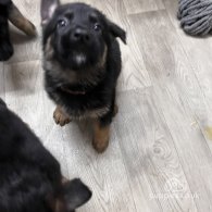 German Shepherd (Alsatian) - Both