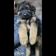 German Shepherd (Alsatian) - Both