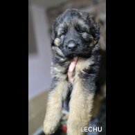 German Shepherd (Alsatian) - Both