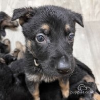 German Shepherd (Alsatian) - Both