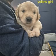 Golden Retriever - Both