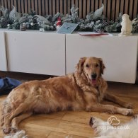 Golden Retriever - Both