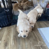 Golden Retriever - Both