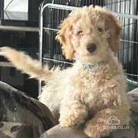 Goldendoodle - Both