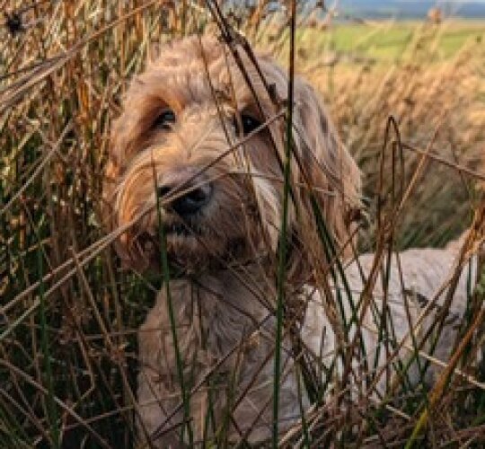 Goldendoodle