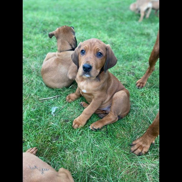 Hungarian Vizsla - Both