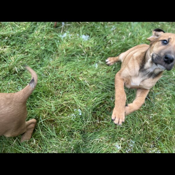 Hungarian Vizsla - Both