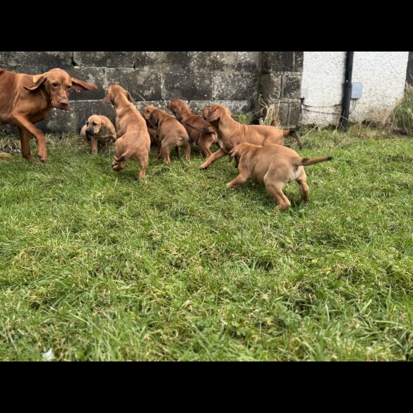 Hungarian Vizsla - Both