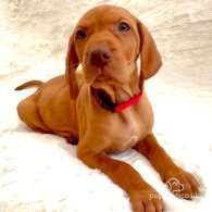 Hungarian Vizsla - Both