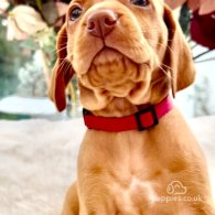 Hungarian Vizsla - Both