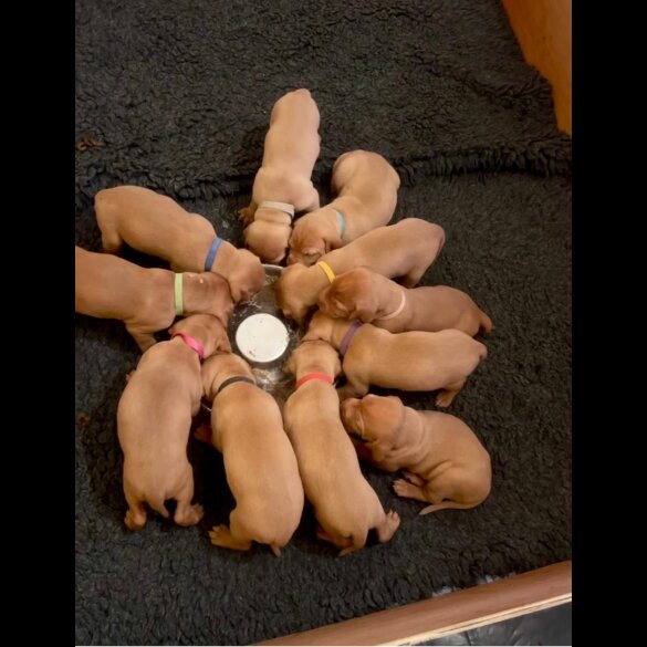 Hungarian Vizsla - Dogs