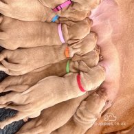 Hungarian Vizsla - Both