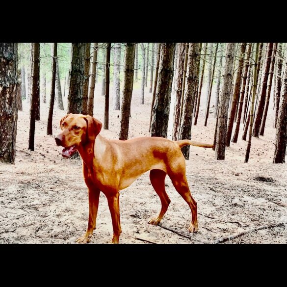 Hungarian Vizsla - Dogs