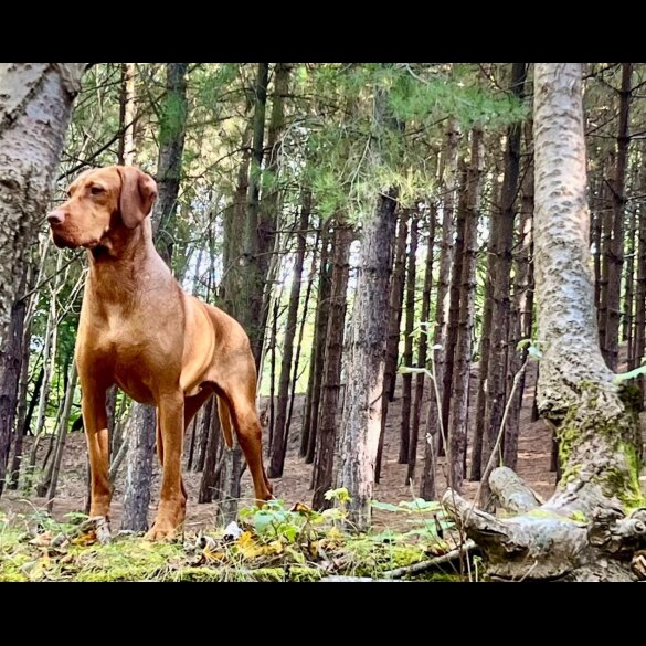 Hungarian Vizsla - Dogs