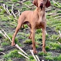 Hungarian Vizsla - Both