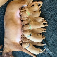 Hungarian Vizsla - Both