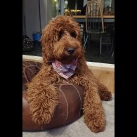 Irish Red and White Setter