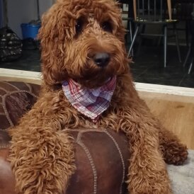 Irish Red and White Setter