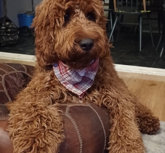 Irish Red and White Setter