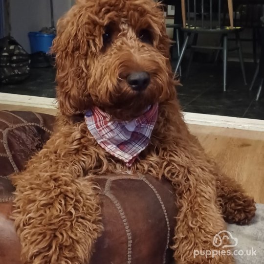 Irish Red and White Setter