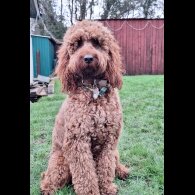 Irish Red and White Setter