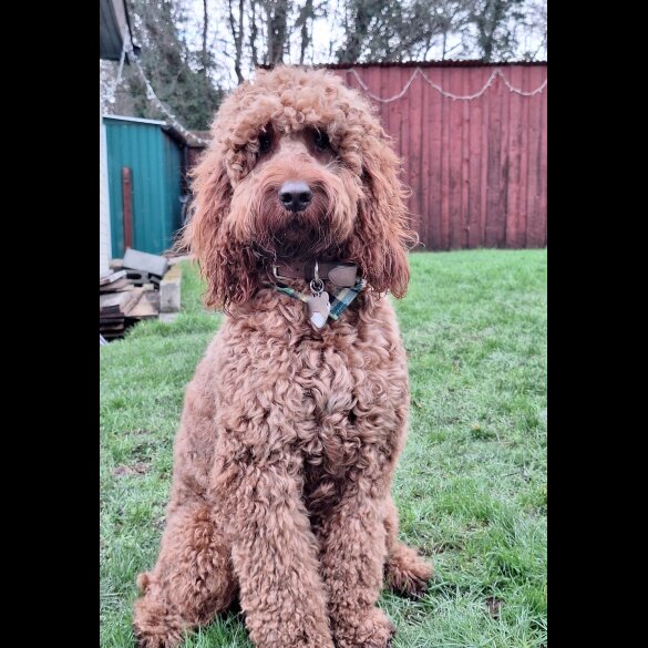 Irish Red and White Setter