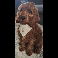 Irish Red and White Setter