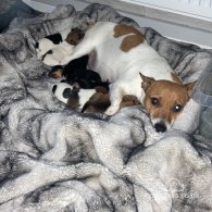 Jack Russell - Both