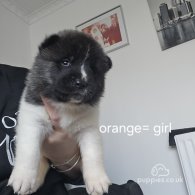 Japanese Akita Inu - Both