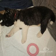 Japanese Akita Inu - Both