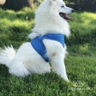 Japanese Spitz