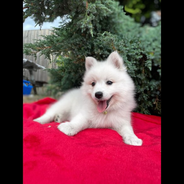 Japanese Spitz