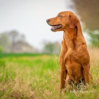 Labrador Retriever - Both