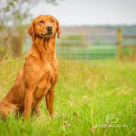 Labrador Retriever - Both