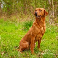 Labrador Retriever - Both