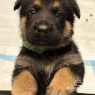 German Shepherd (Alsatian) - Both