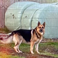 German Shepherd (Alsatian) - Both