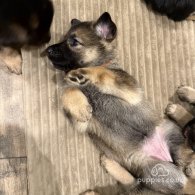 German Shepherd (Alsatian) - Both