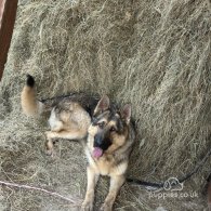 German Shepherd (Alsatian) - Both