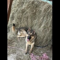 German Shepherd (Alsatian) - Both