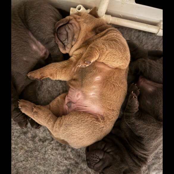 Shar Pei - Both