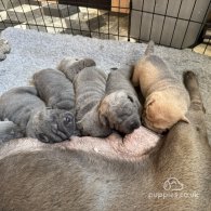 Shar Pei - Both