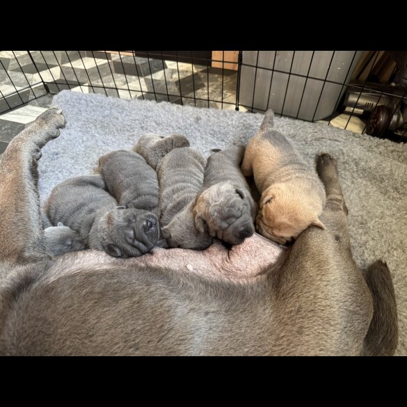 Shar Pei - Both