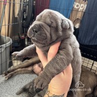 Shar Pei - Both