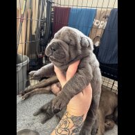 Shar Pei - Both