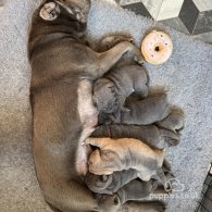 Shar Pei - Both