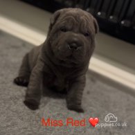 Shar Pei - Both