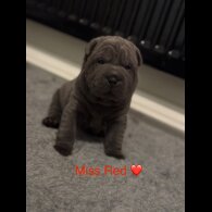 Shar Pei - Both